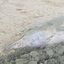 Corpo de Golfinho foi encontrado em Caraguatatuba, na praia do Centro - Divulgação/PMC