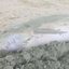 Golfinho é encontrado morto na praia do Centro, em Caraguatatuba