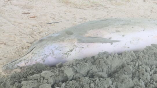Golfinho é encontrado morto na praia do Centro, em Caraguatatuba