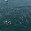 Mais de 100 golfinhos foram flagrados em Ilhabela, no litoral norte de São Paulo - Arquivo/ Maremar Passeios