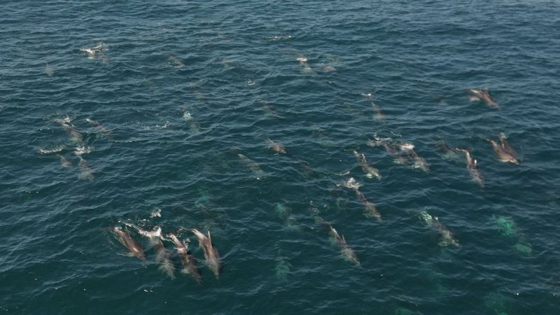 Show natural: mais de 100 golfinhos são avistados em Ilhabela