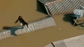 Caramelo ficou quatro dias em cima de um telhado na cidade de Canoas - Reprodução