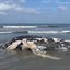 Baleia jubarte foi encontrado na praia da Aparecida, em Santos. - Reprodução/Instituto Gremar