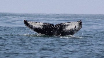 Primeira baleia jubarte da temporada é identificada na região sul de São Sebastião - Divulgação/Maremar Ihabela