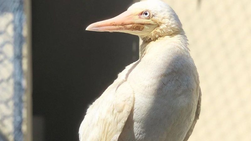 Atobá-pardo de coloração branca foi resgatado em Guarujá - Divulgação/Gremar