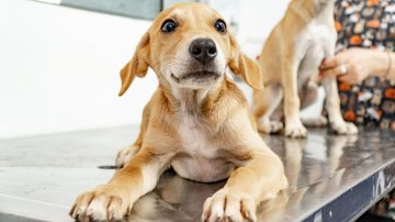 Todos os pets estão vacinados, castrados e vermifugados - Denise Calazans/PMB