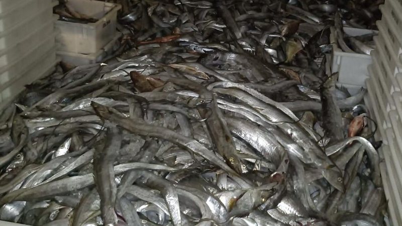 Polícia Ambiental apreende mais de 33 toneladas de pescado ilegal em Ubatuba