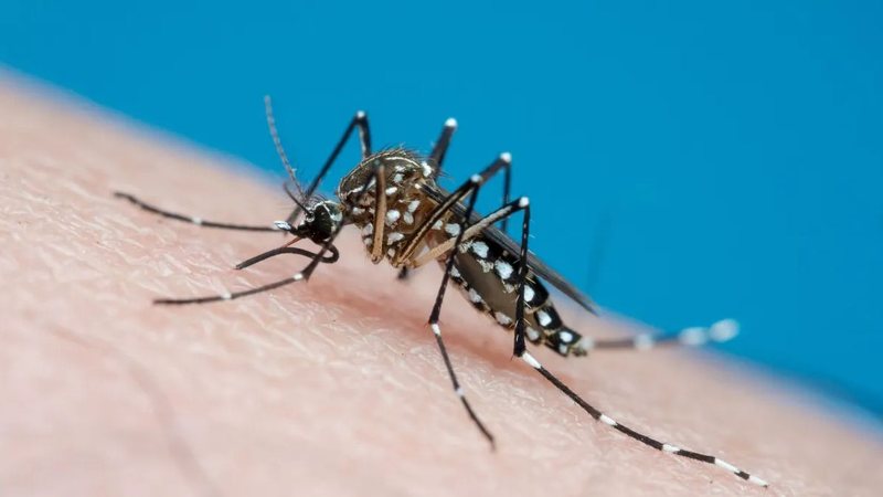 Apesar da epidemia de dengue, a baixa procura pela vacina se reflete nos números - Joao Paulo Burini/Getty Images