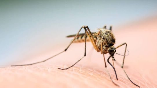 Caraguatatuba confirma primeira morte por dengue em paciente de 85 anos