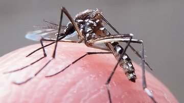 Litoral norte tem seis mortes confirmadas por dengue - Reprodução/ Rafael Nedermeyer