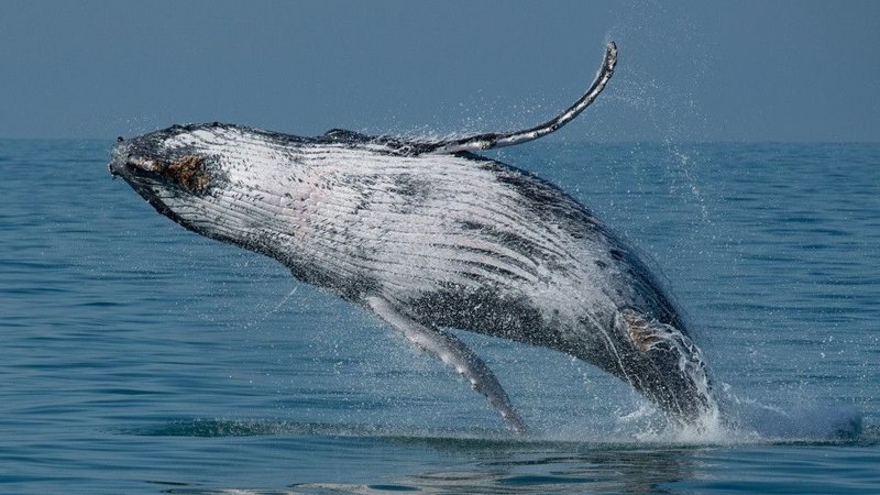 Temperatura da água e aumento da população de baleias podem estar entre os motivos - Julio Cardoso / Projeto Baleia à Vista