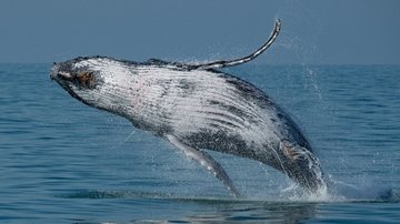 Temperatura da água e aumento da população de baleias podem estar entre os motivos - Julio Cardoso / Projeto Baleia à Vista