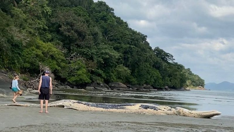 Baleia com uma corda na boca foi encontrada na manhã desta quarta-feira (28) - Portal Costa Norte