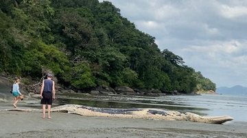 Baleia com uma corda na boca foi encontrada na manhã desta quarta-feira (28) - Portal Costa Norte