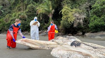 Instituto Gremar fará exame de necropsia para avaliar causa da morte e identificar a espécie de baleia - Divulgação/Instituto Gremar