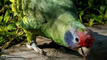 O papagaio-de-cara-roxa sofre com o desmatamento e o comércio ilegal - Divulgação/Prefeitura de Santos