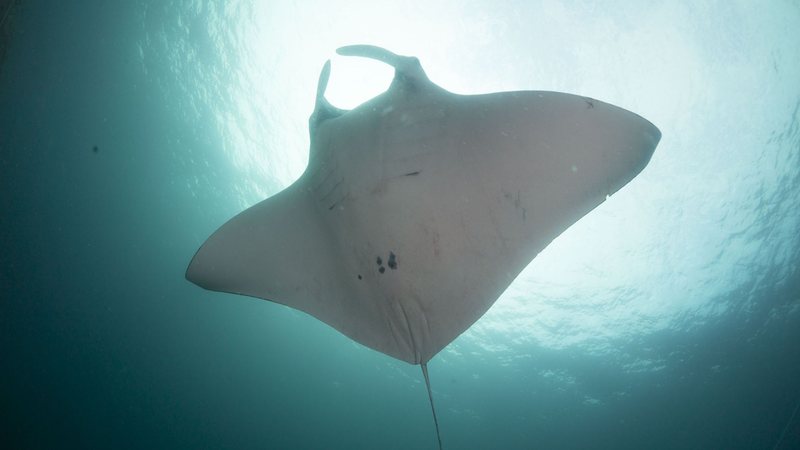 Raias-manta podem chegar a oito metros de envergadura e pesar mais de duas toneladas - Imagem ilustrativa/ Leo Francini/Projeto Mantas do Brasil