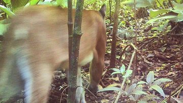 Onça-parda – Puma concolor avistada em Bertioga - Foto: Pesm-Bertioga