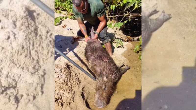 Animal estava com um grande ferimento nas costas - Reprodução/Instagram GCM Ambiental