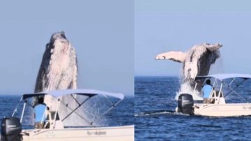 Baleia, que pode chegar a 40 toneladas, salta completamente para fora da água - Reprodução/Instagram Rafael Mesquita
