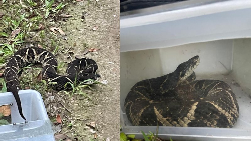 Imagens: Divulgação DOA