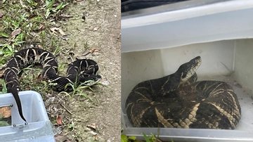 Imagens: Divulgação DOA