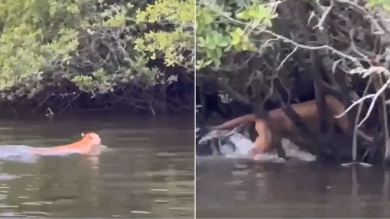 Onça-parda é natural da Mata Atlântica e está em perigo de extinção - Imagens: Leandro Marques
