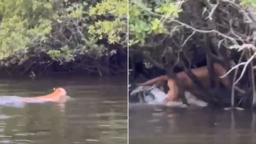 Onça-parda é natural da Mata Atlântica e está em perigo de extinção - Imagens: Leandro Marques