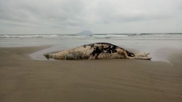 Carcaça de uma jubarte foi encontrada no sábado (6), na praia de Boraceia, na divisa com Bertioga - Divulgação: Instituto Argonauta