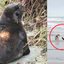 Lobo-marinho voltou ao mar após a interação com o cão e não foi mais avistado - Reprodução/Instagram Instituto Biopesca