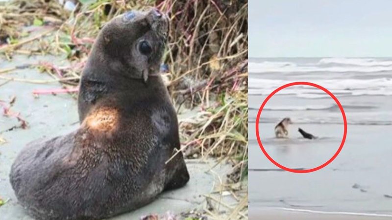 Lobo-marinho voltou ao mar após a interação com o cão e não foi mais avistado - Reprodução/Instagram Instituto Biopesca