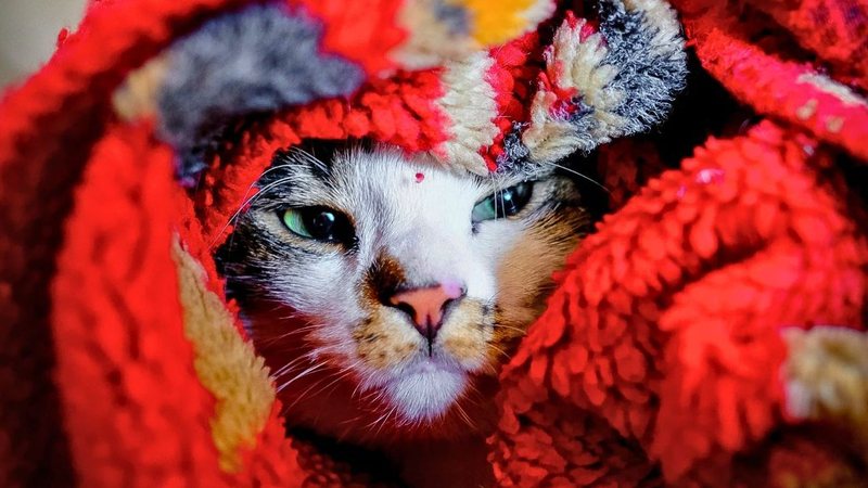 Providencie cobertores para que os amiguinhos de quatro patas possam se aquecer - Imagem ilustrativa/Unsplash