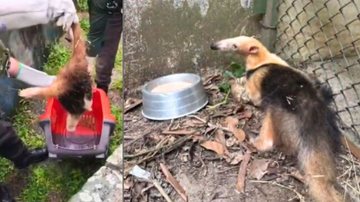 Tamanduá foi encontrado acuado e prostrado, com ferimentos pelo corpo - Reprodução/GCM Ambiental