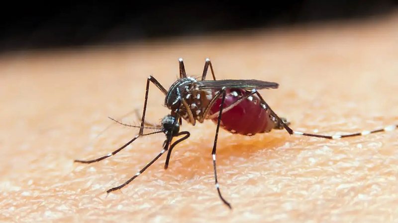 A malária é uma doença infecciosa causada por parasita do gênero Plasmodium - Arquivo/PMC