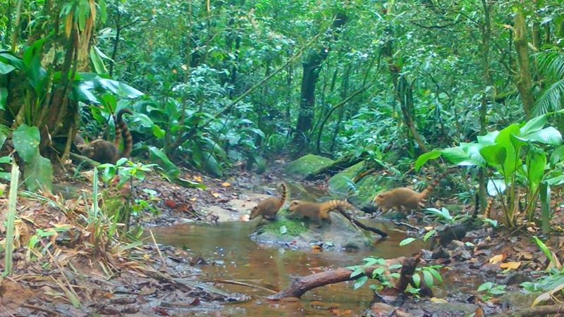 Quatis são geralmente vistos em grandes bandos - Reprodução/Sesc SP