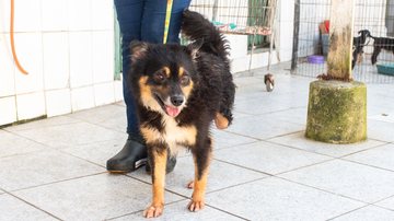 Lobinho, que tem três patinhas, é um dos peludos que aguardam adoção em São Vicente - Divulgação/Prefeitura de São Vicente