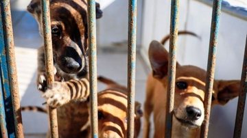Mais de 30 cães e gatos estão disponíveis para doação, em Caraguatatuba - Divulgação/PMC
