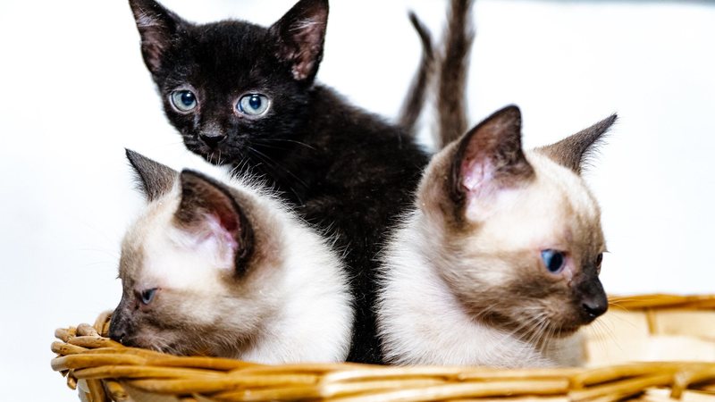 Que tal levar um companheirinho peludo para casa? - Denise Calazans/Prefeitura de Bertioga