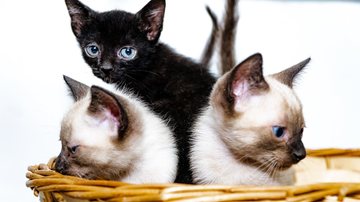Que tal levar um companheirinho peludo para casa? - Denise Calazans/Prefeitura de Bertioga