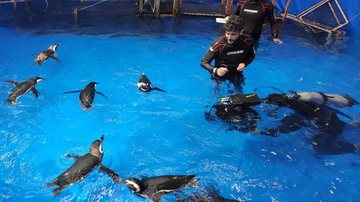 Os animais do Aquário de Ubatuba foram treinados por dois meses para as gravações - Terramare