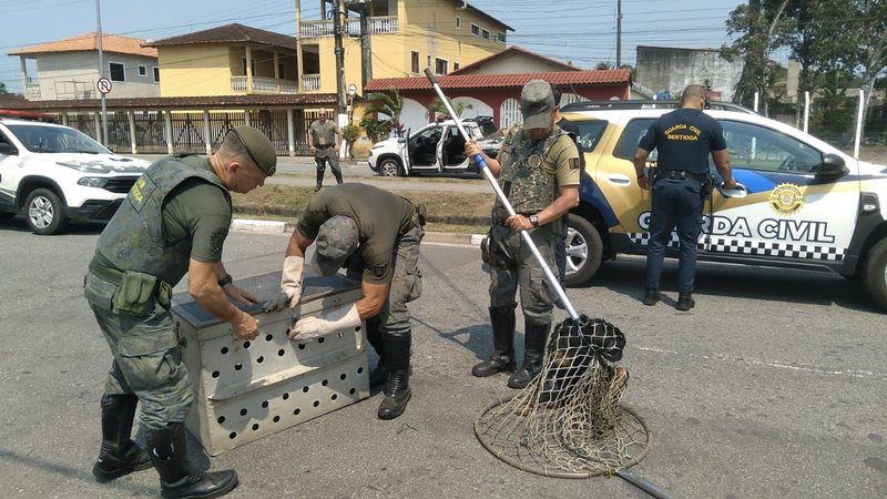 Guardas Civis Municipais salvaram cachorro ferido em canal no bairro Vista Linda - Divulgação/PMB