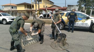 Guardas Civis Municipais salvaram cachorro ferido em canal no bairro Vista Linda - Divulgação/PMB