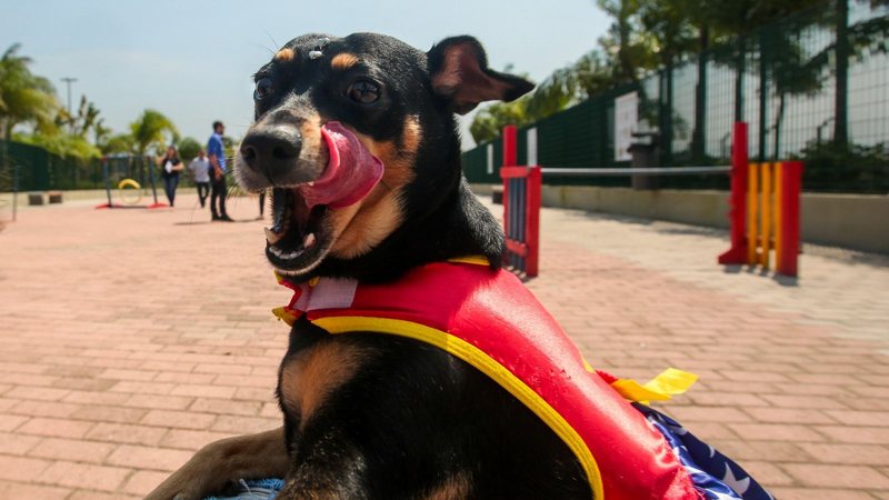 Peludos têm opções bem legais de passeio na cidade - Prefeitura de Praia Grande