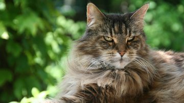 Entre as raças expostas estará a Maine Coon, com machos que podem ultrapassar os 10 quilos - Imagem ilustrativa/Unsplash