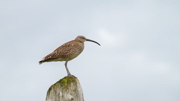 Observadores de aves na trilha do Itaguaré - Andreas/Pixabay