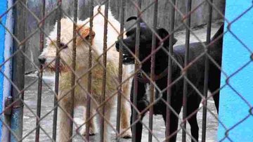 Cães e gatos esperam novo lar em feira de adoção do CCZ, em Caraguatatuba - Divulgação/PMC