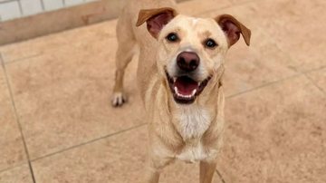 Os animais estão castrados, microchipados, vacinados e passaram por exames de sangue - Divulgação
