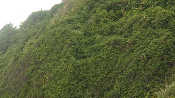 Desaparecimento ocorreu em área de Mata Atlântica, em Itanhaém - Arquivo / CN
