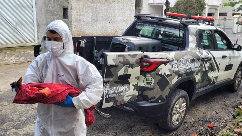 Entre as aves resgatadas está uma jacutinga (Aburria jacutinga), espécie em perigo de extinção - Divulgação