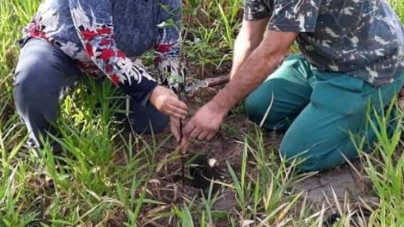 Ação promoverá plantio de espécies nativas na área de mata da praia da Lagoinha - Instagram/Marsul Ubatuba